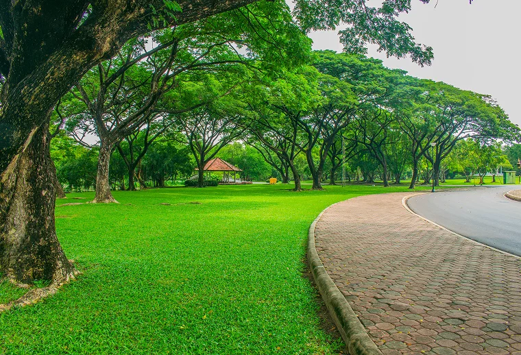 Green Area